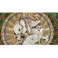 Top Quality Frozen Fresh Wild Porcini Mushrooms